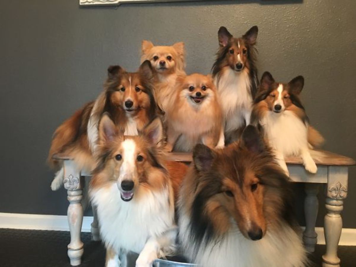 5 fluffy white brown and black collies and 2 brown pomeranians posing for a photo