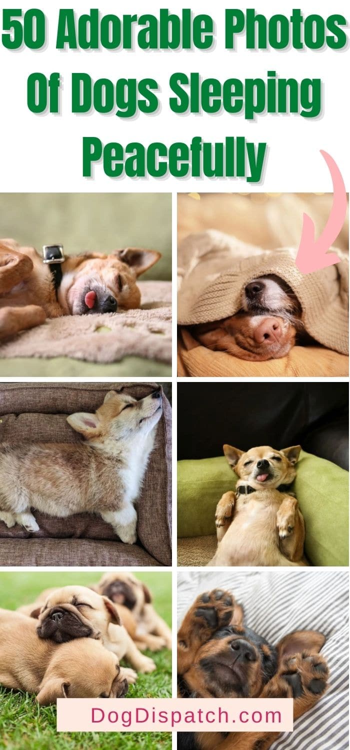 50 Adorable Photos Of Dogs Sleeping Peacefully - Dog Dispatch