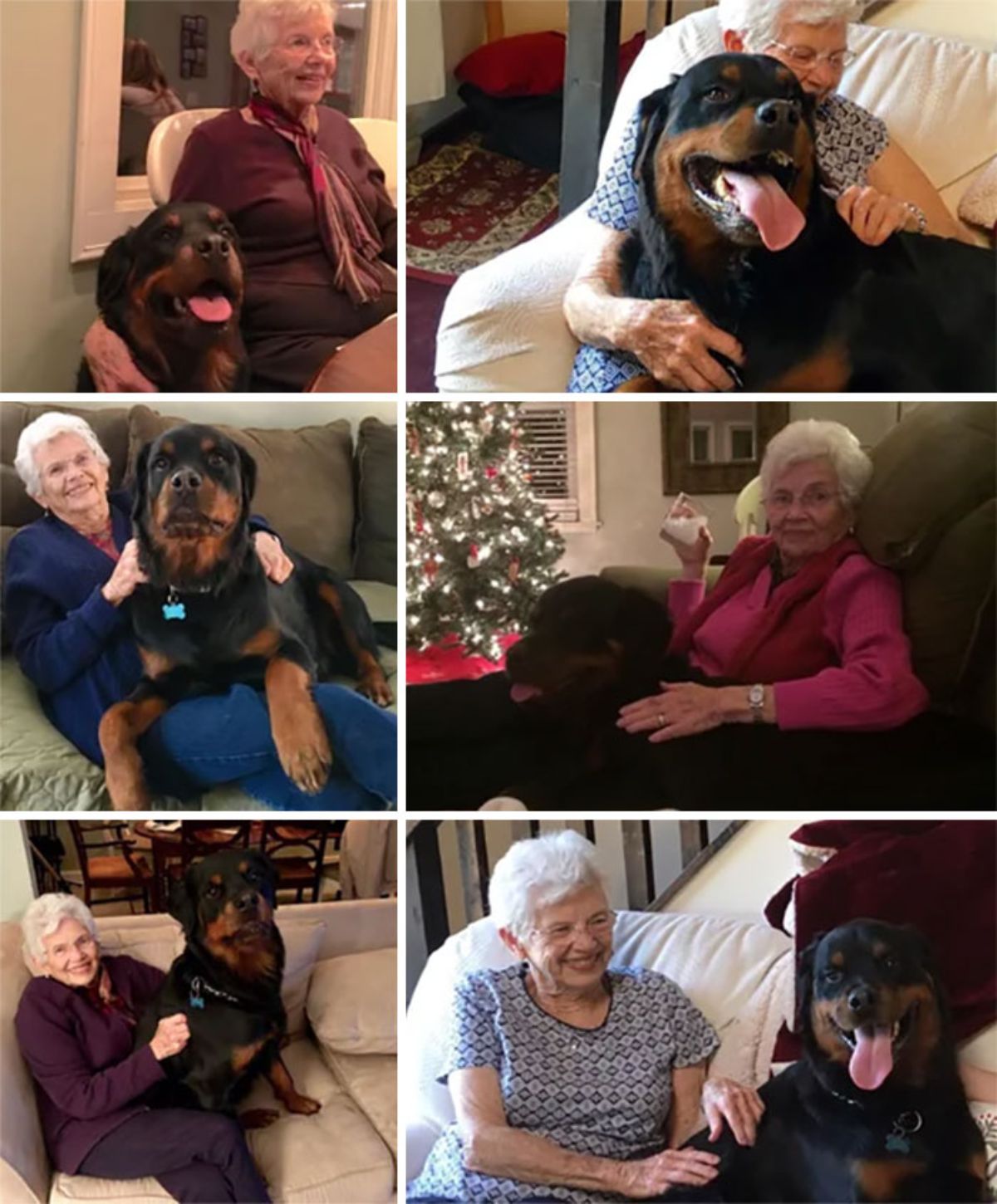 6 photos of a black and brown rottweiler with an old woman
