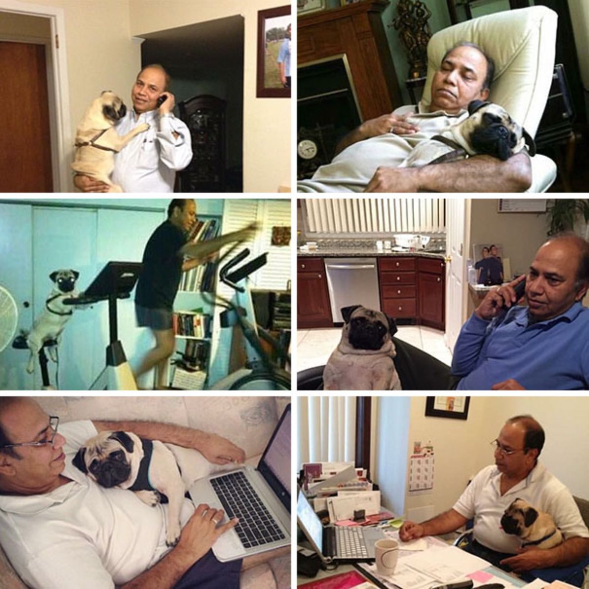 6 photos of a man with a brown pug