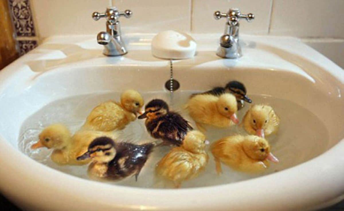 6 yellow ducklings and 3 black and yellow ducklings swimming in a white washbasin filled with water
