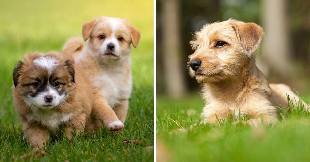 650+ Best Food Inspired Dog Names (2022 Updated) - Dog Dispatch