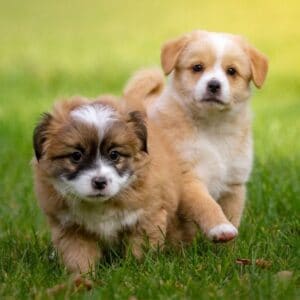 Brow-white puppies standing on green grass