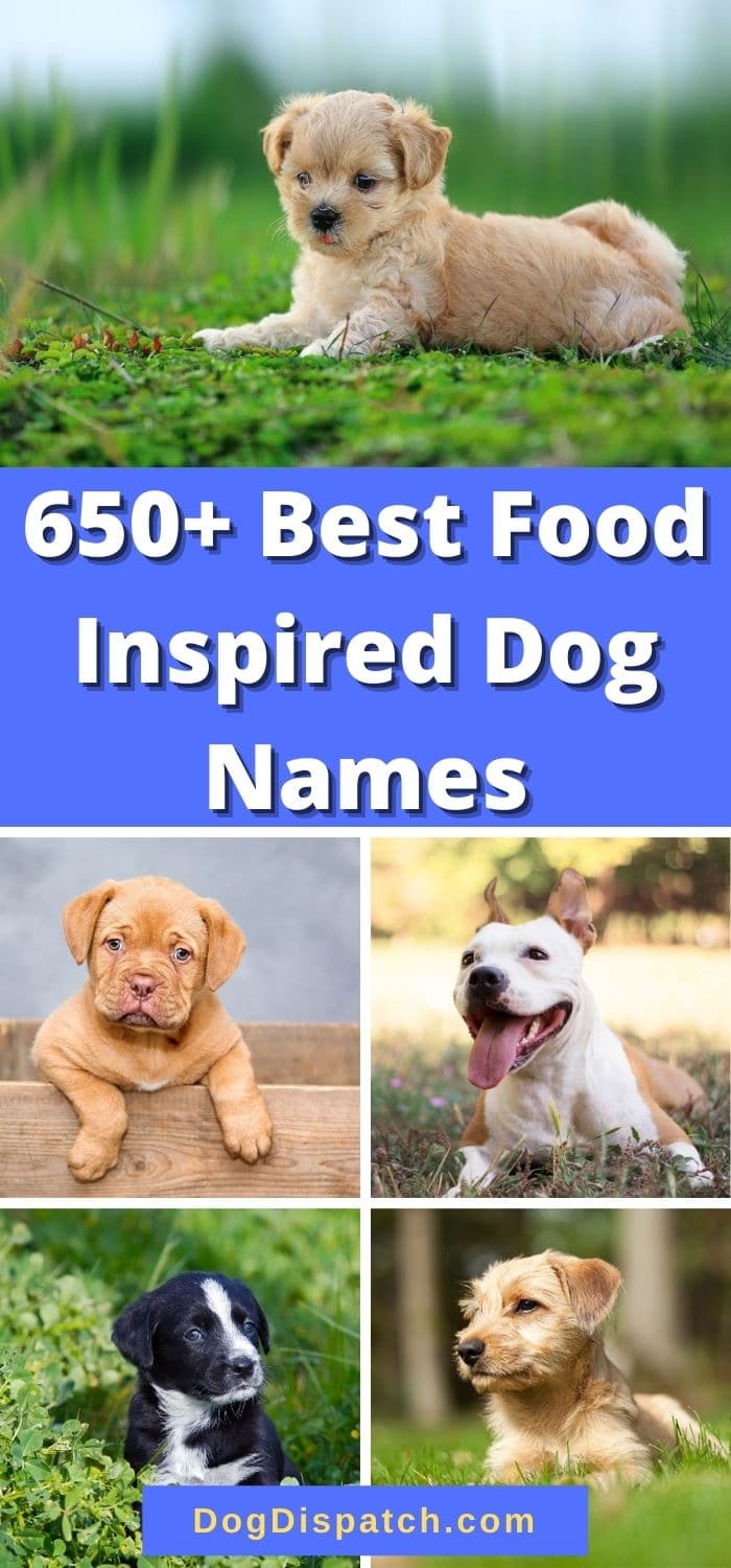 Asian Food Inspired Dog Names