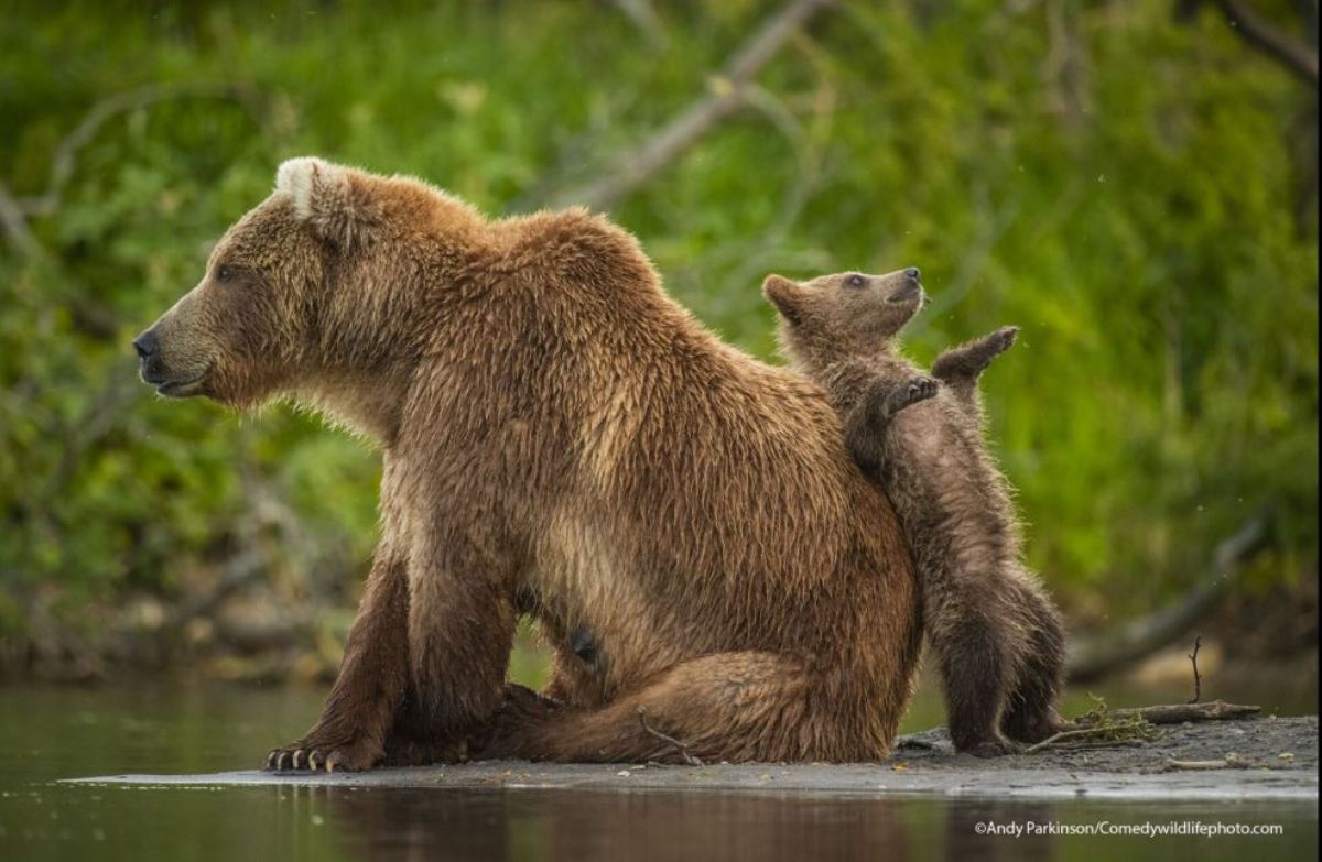 adult grizzly bear sitting in water with a baby grizzly bear standing back to back with the mother