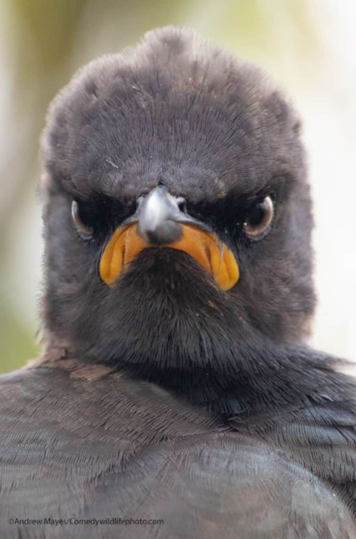 angry grey baby bird with an orange beak looking grumpy