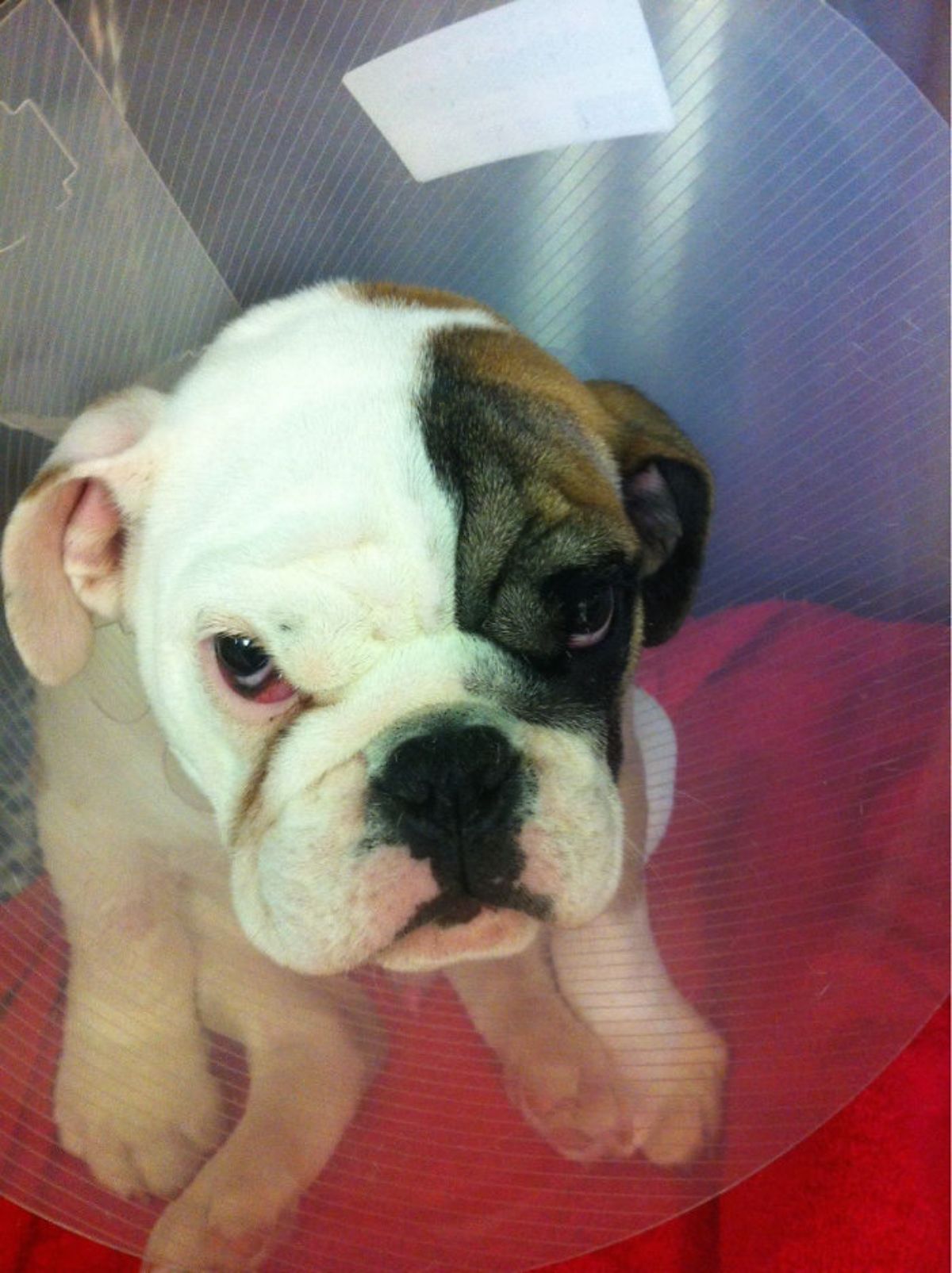 angry white and brown bulldog wearing a transparent cone of shame