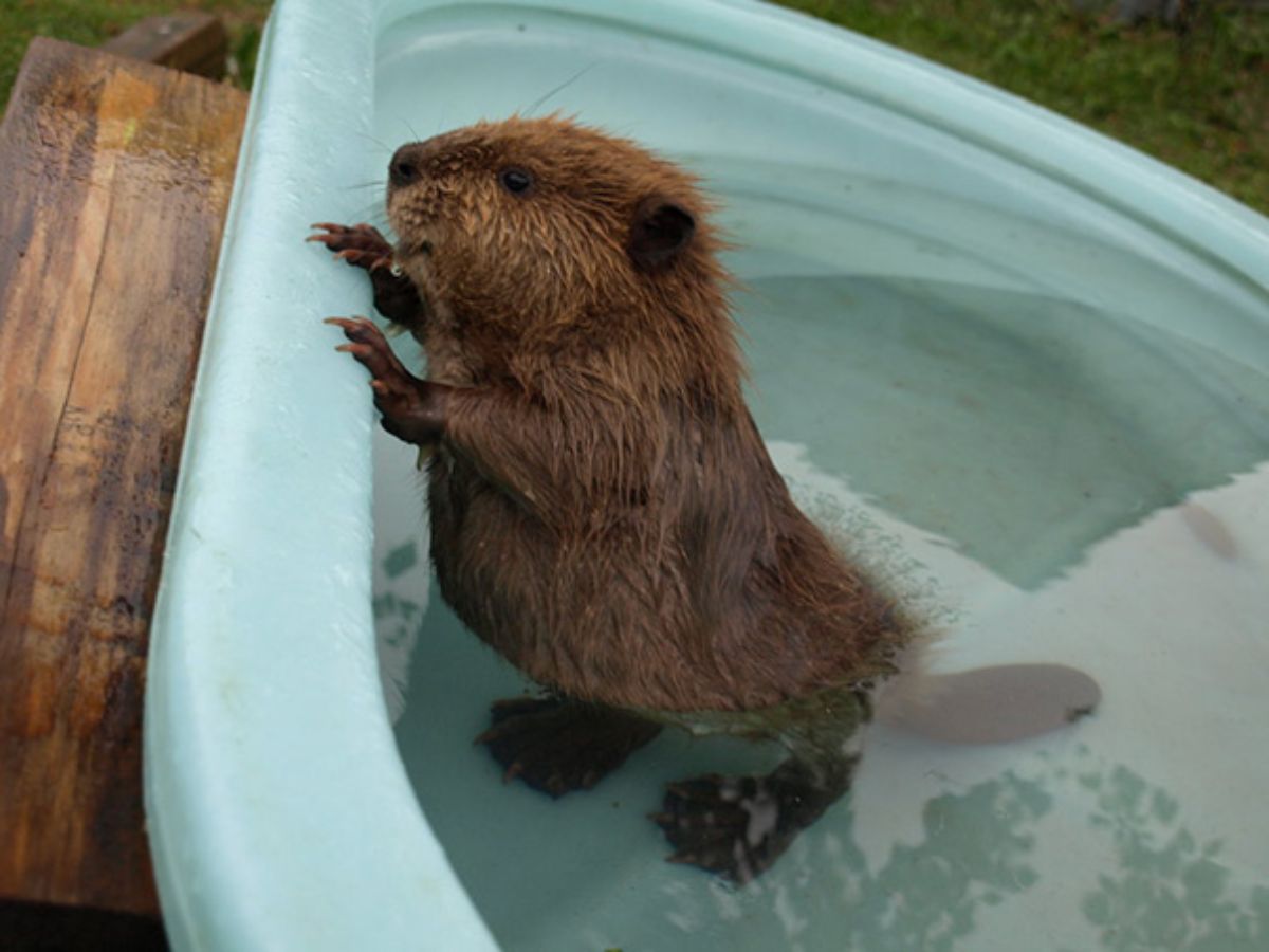 baby brown beaver in a water filled green bathtub