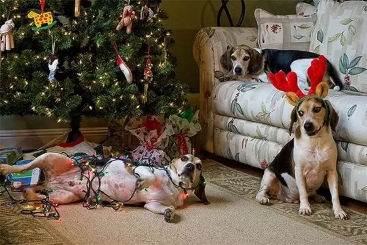 beagle on the floor by a christmas tree and tangled up in christmas lights with 1 beagle on the floor watching and another beagle on a sofa