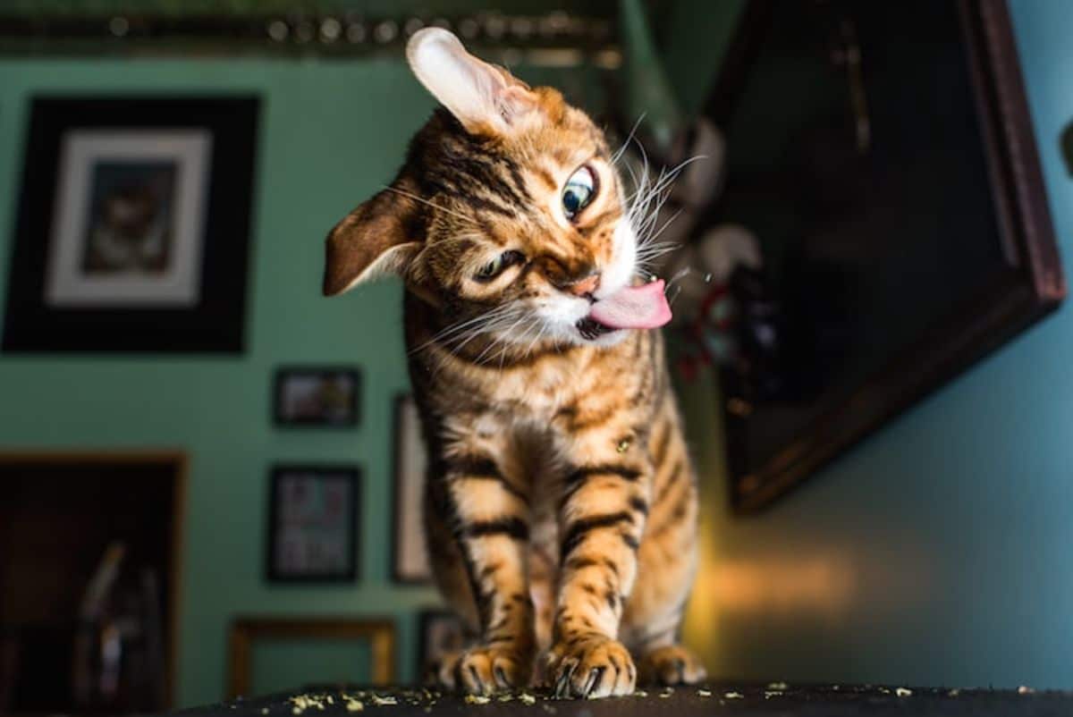 bengal cat sitting on catnip and caught mid-shake of its head