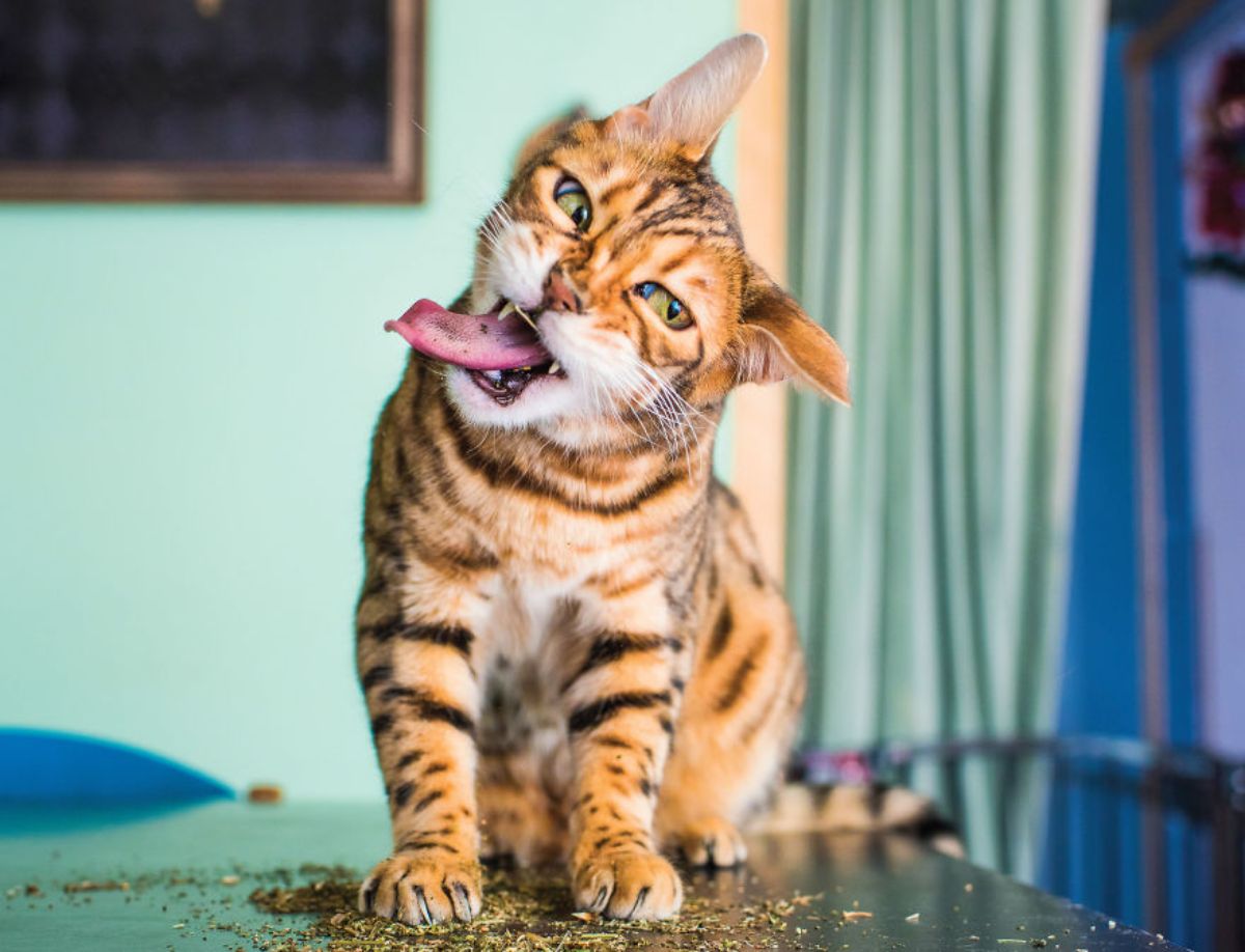 bengal cat sitting on catnip and shaking its head