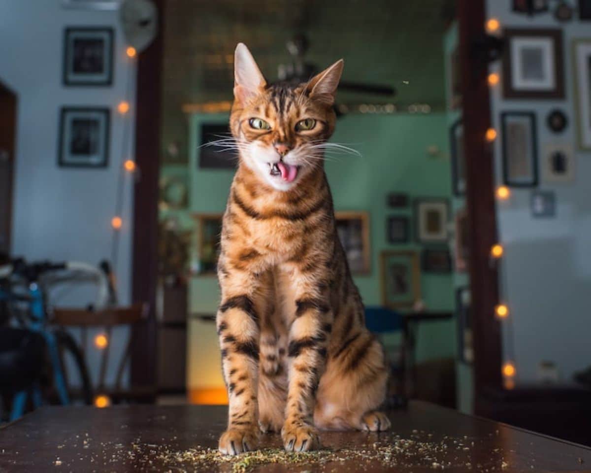 bengal cat sitting on catnip