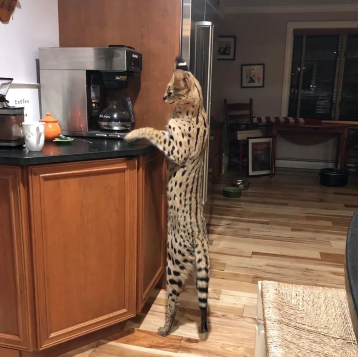 bengal cat standing on hind legs at a kitchen counter in front of a coffee machine