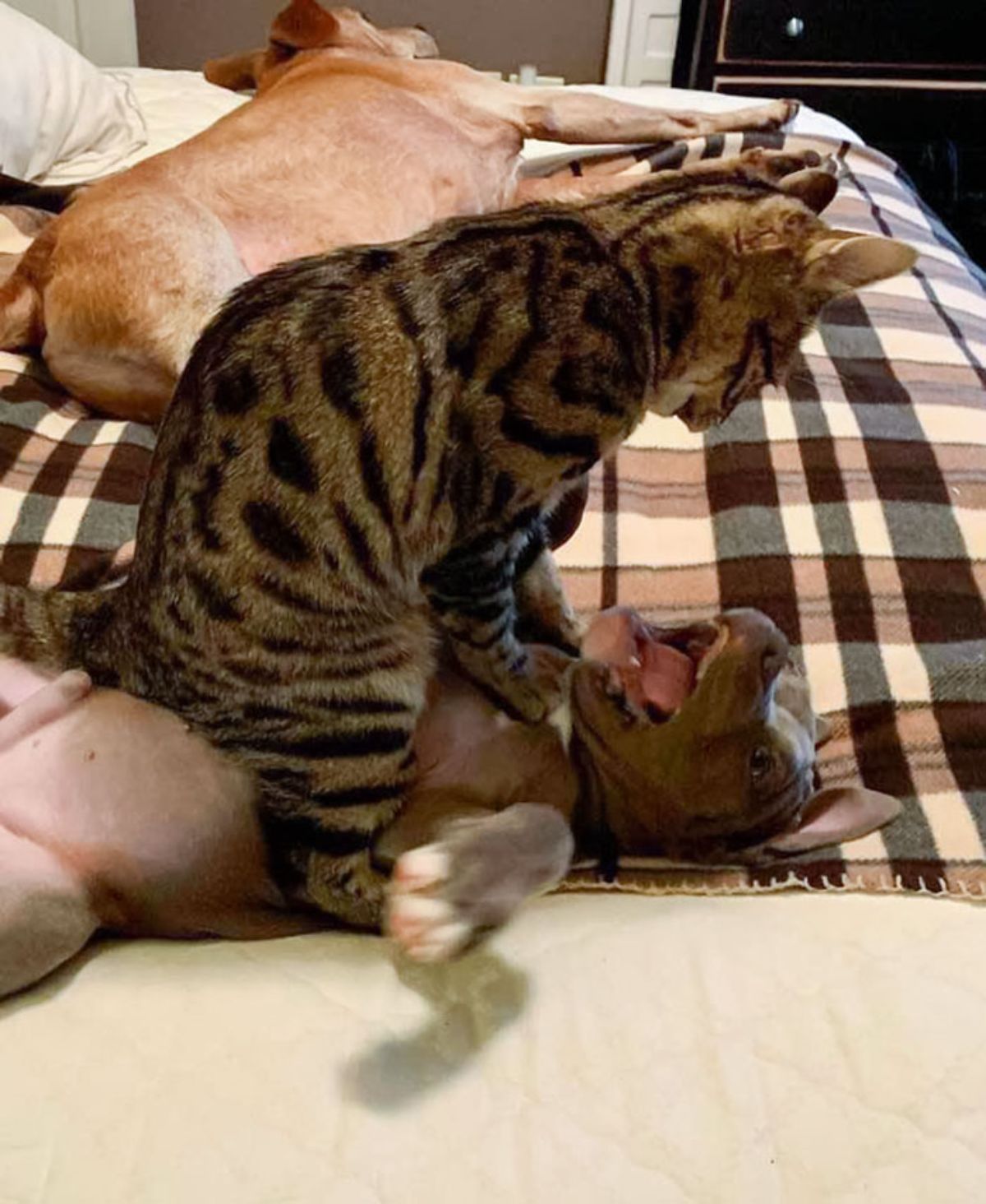 bengal cat standing on the throat of a brown pitbull puppy laying belly up