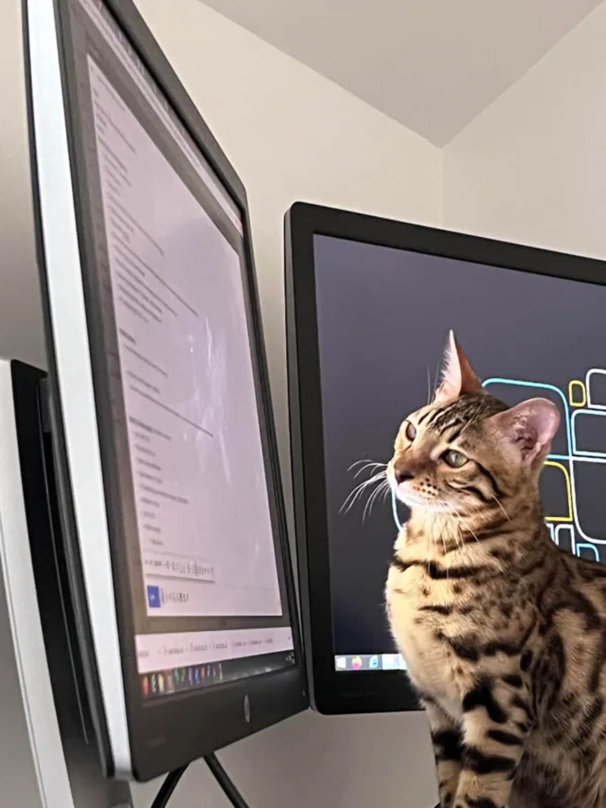 bengal cat staring at an email on a computer screen