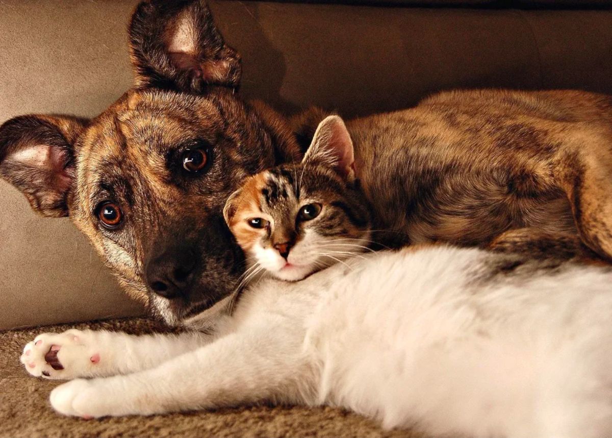 black and brown brindle dog laying with a white orange and grey cat