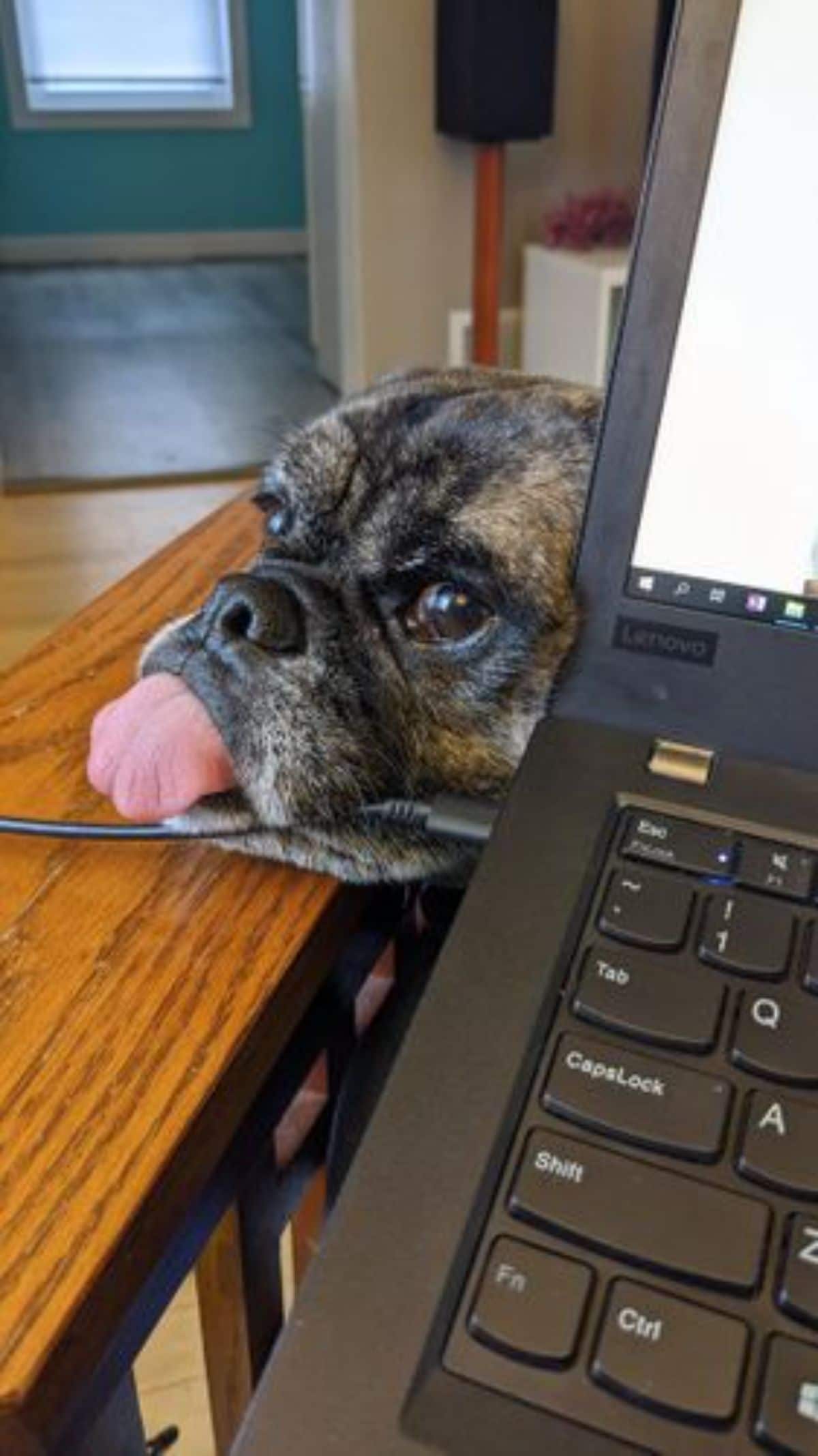 black and brown brindle dog's head peeking from behind a black laptop and the dog is sticking its tongue out