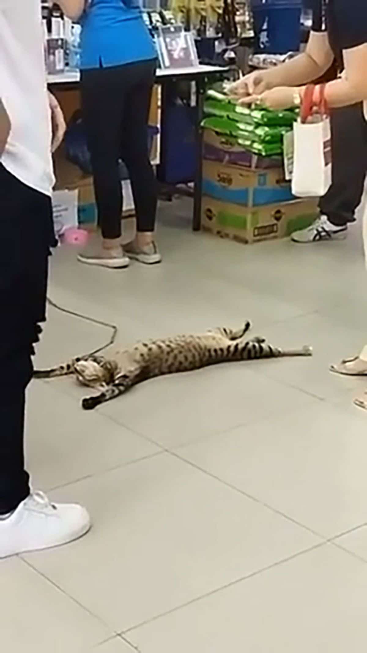 black and brown cat laying belly up stretched out on the floor of a store