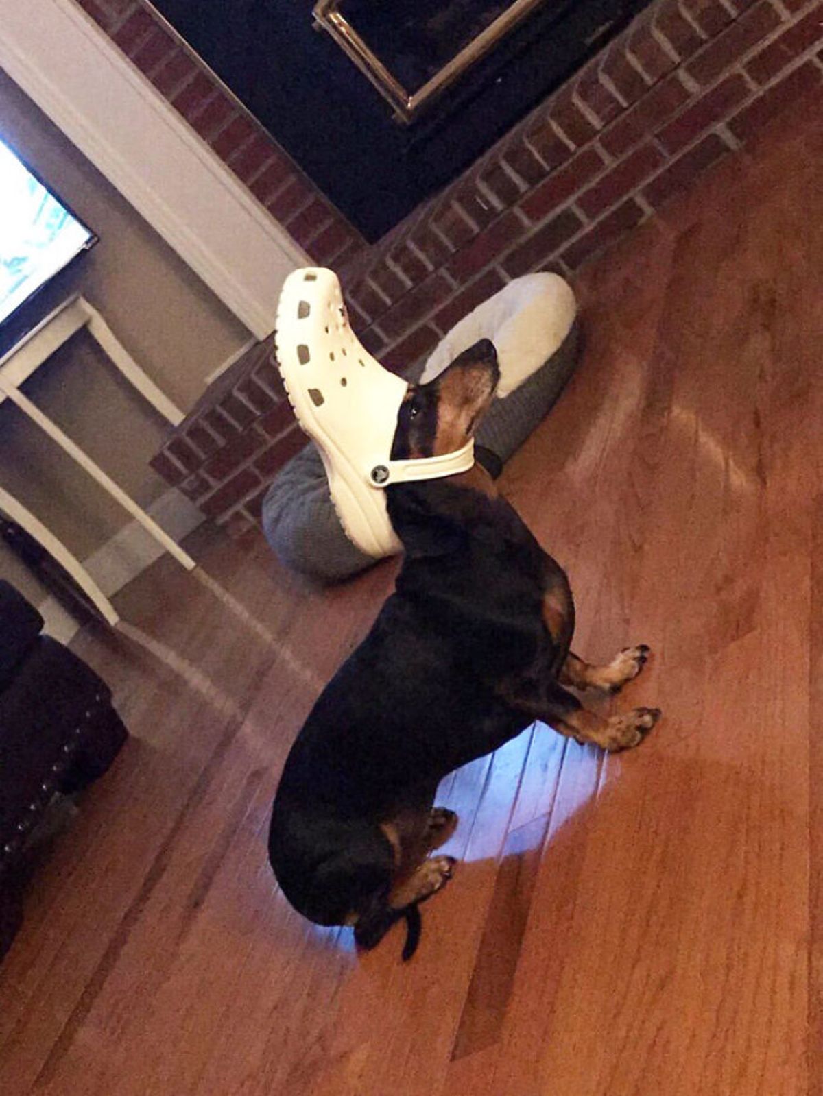 black and brown dachshund standing with a white crocs slipper on the head