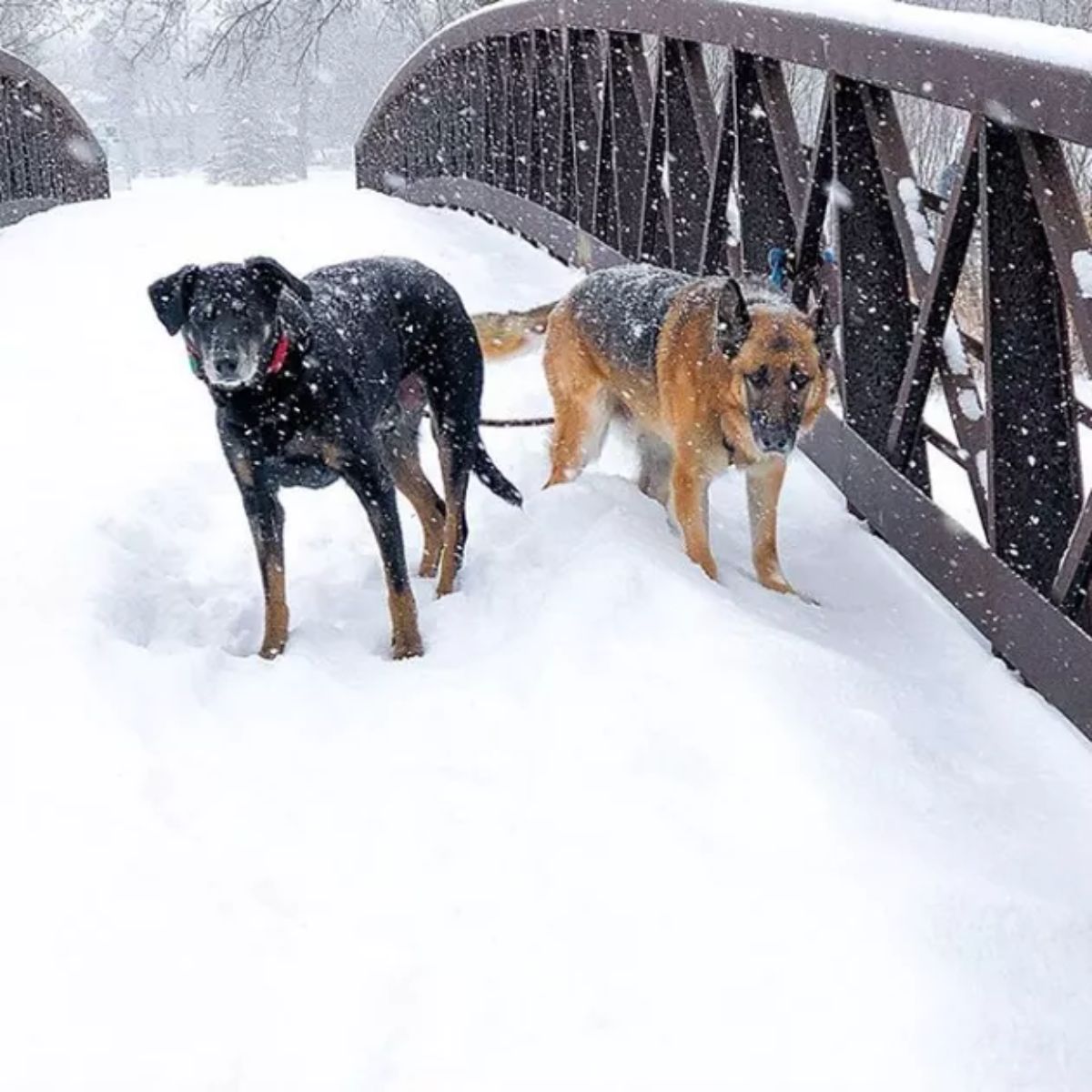 black and brown dog and german shepherd standing in snow