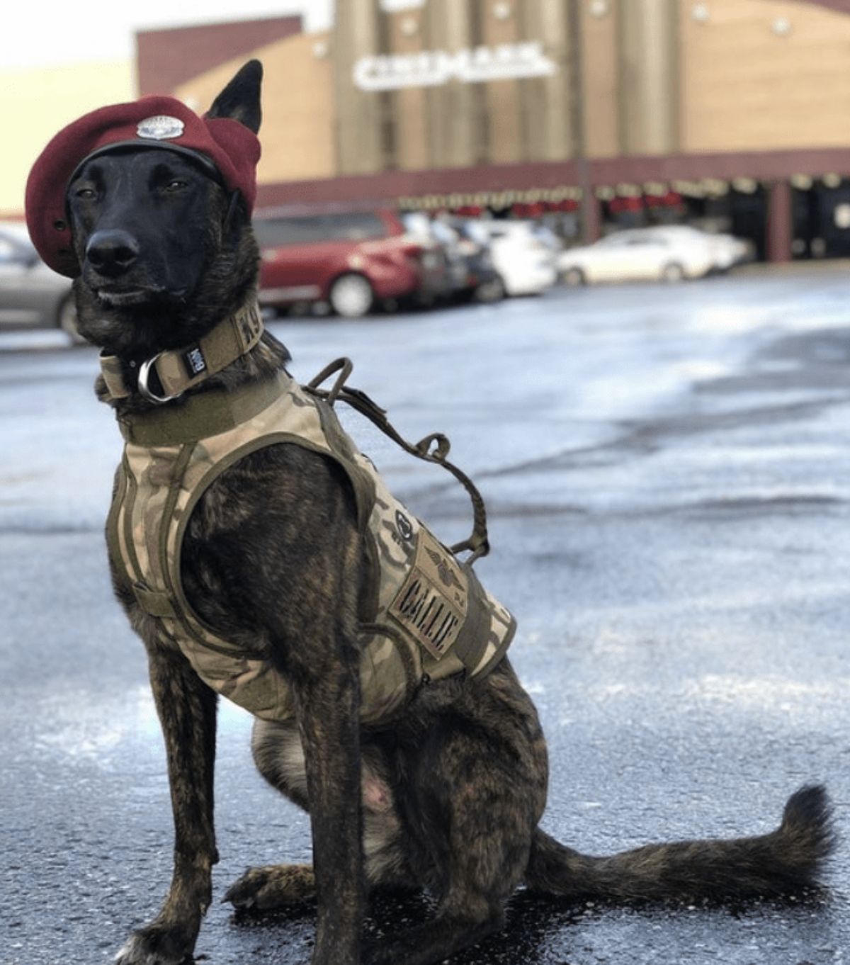 black and brown dog in red hat and brown military harness