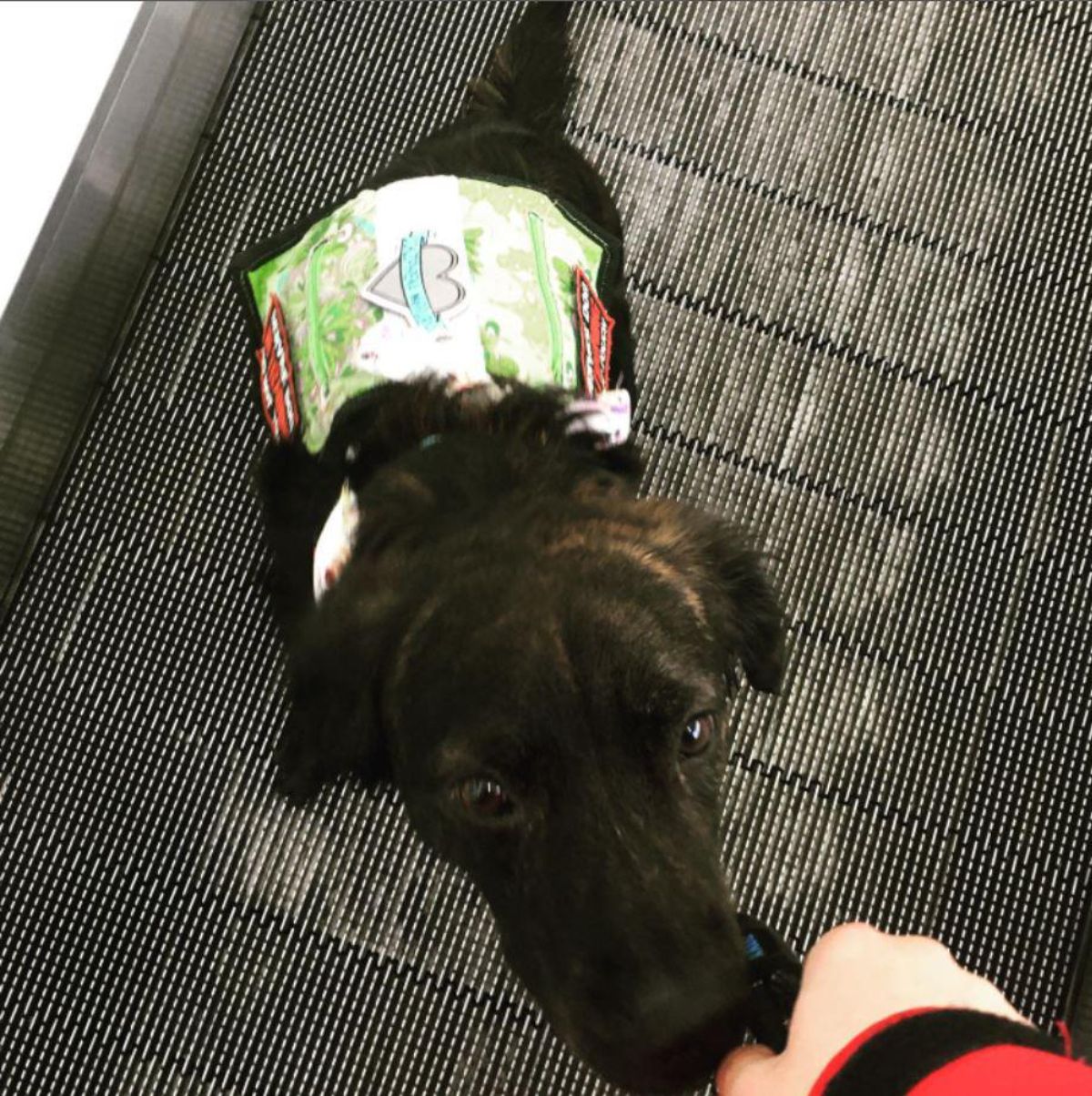 black and brown dog in service dog vest sniffing someone's hand