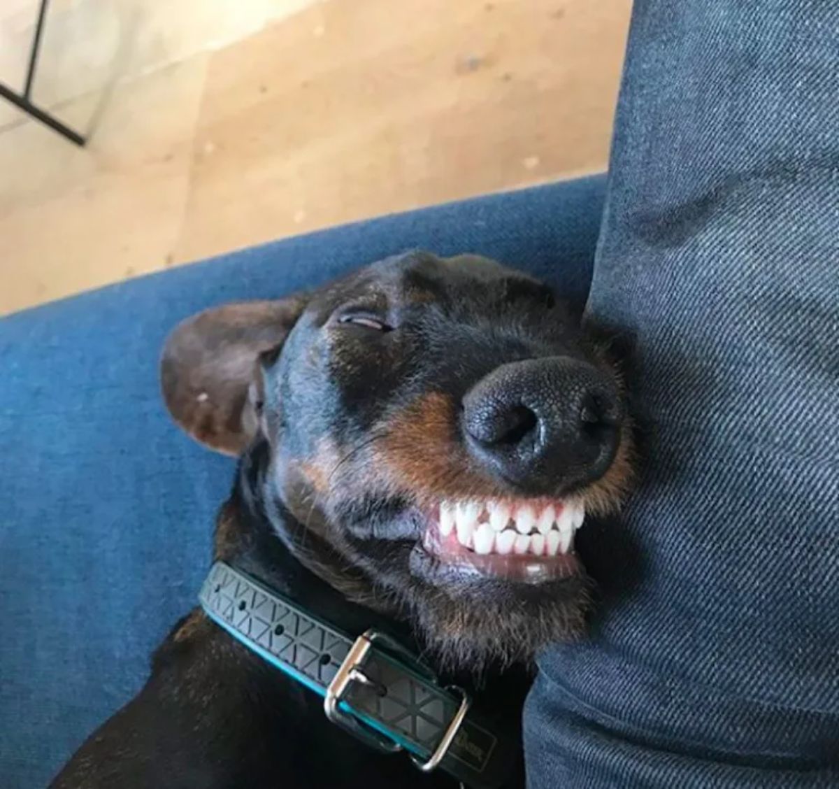 black and brown dog laying belly up on a blue sofa with the teeth showing