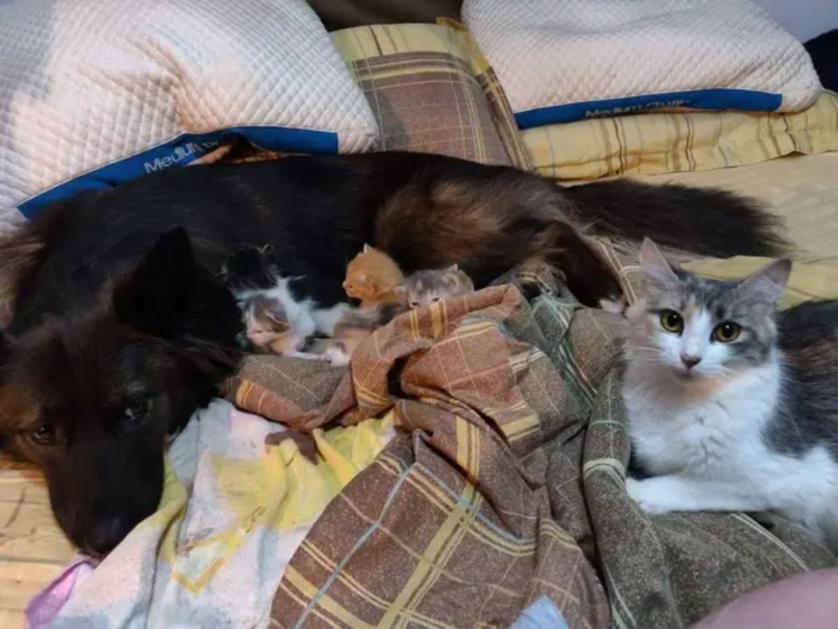 black and brown dog laying on a bed with 3 tiny kittens and a grey and white cat next to them