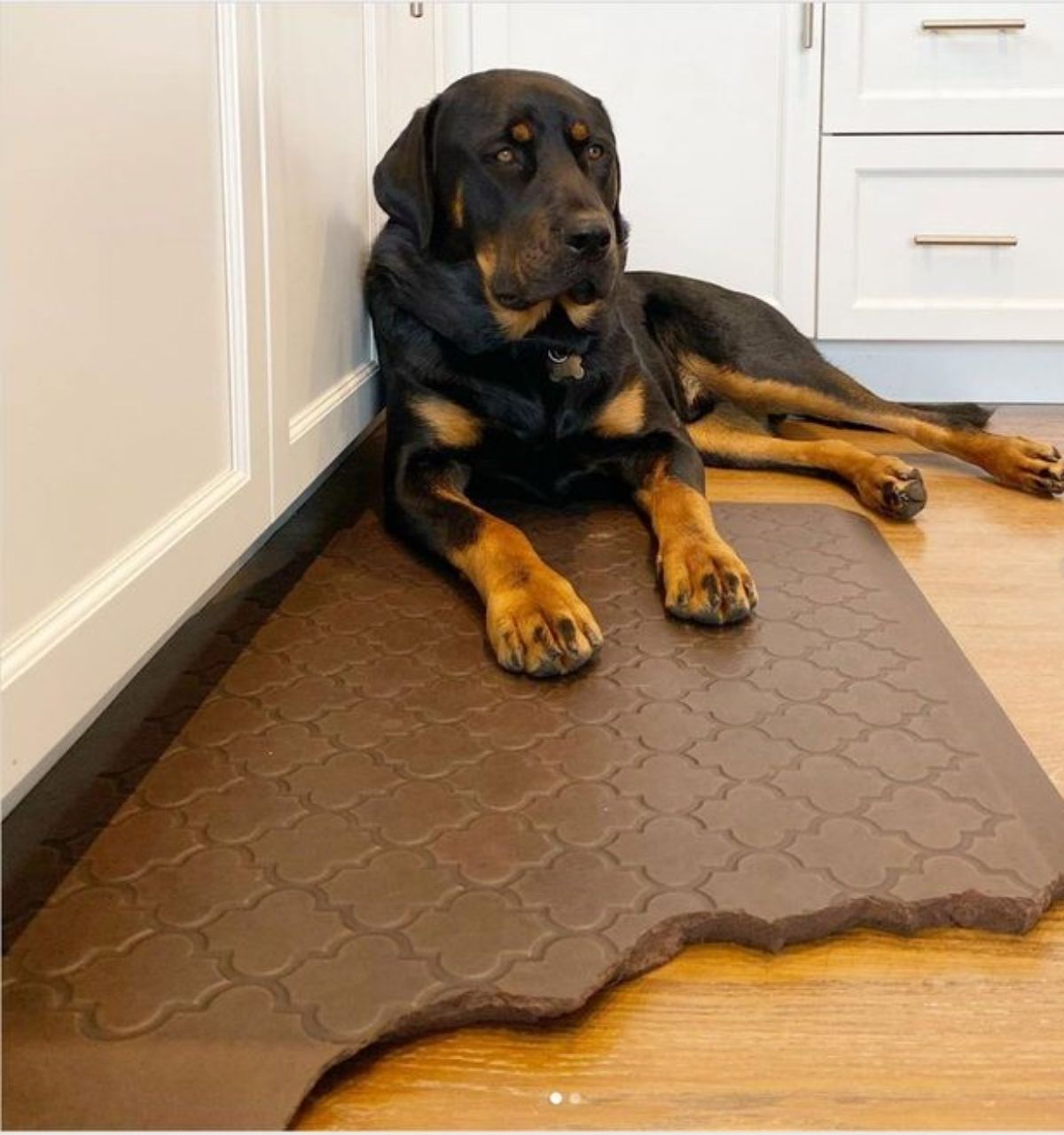 black and brown dog laying on the floor with the front paws on a brown mat that's got the front part chewed off