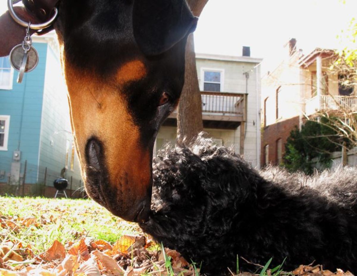 black and brown dog sniffing a fluffy black dog