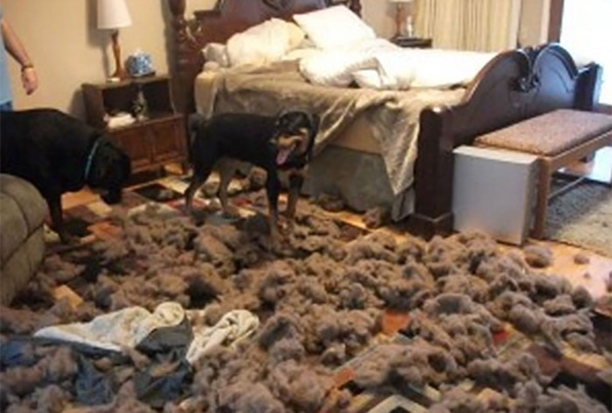 black and brown dog standing in a bedroom amid brown stuffing from a ripped up dog bed