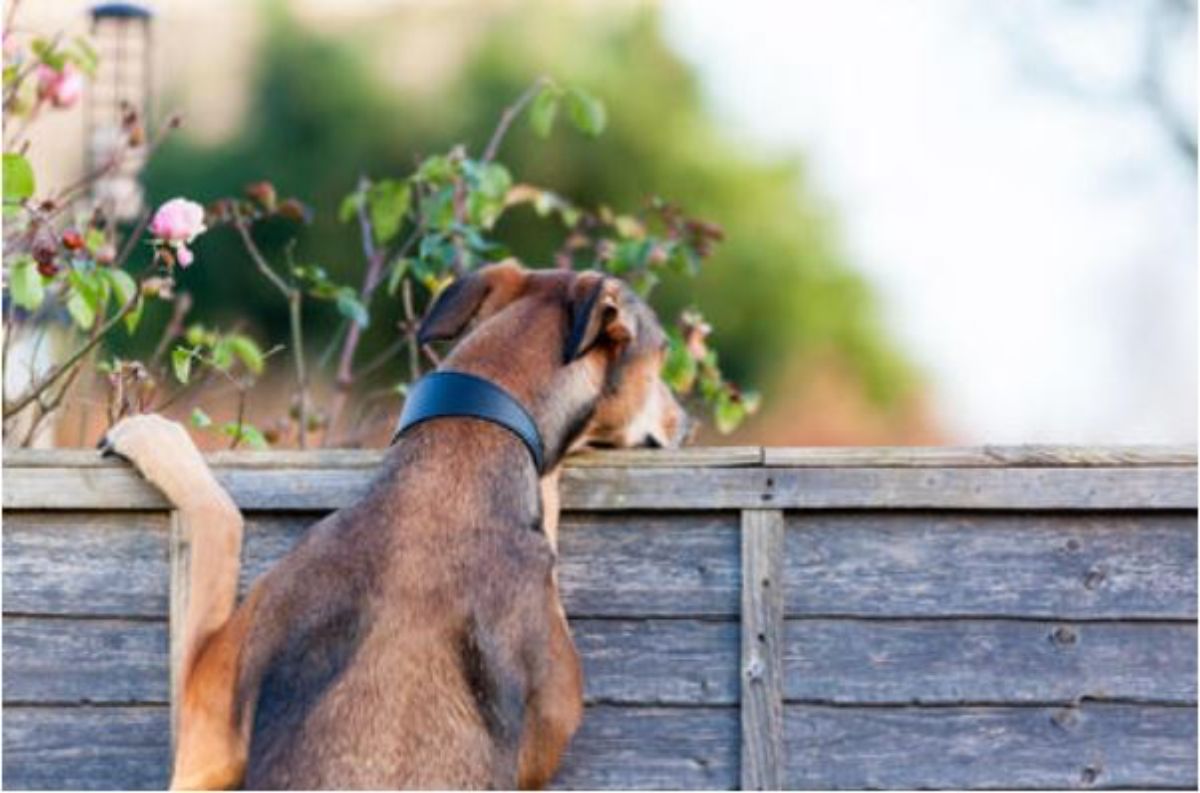 black and brown dog standing on hind legs and leaning over a wooden fence with the chin placed on the wall