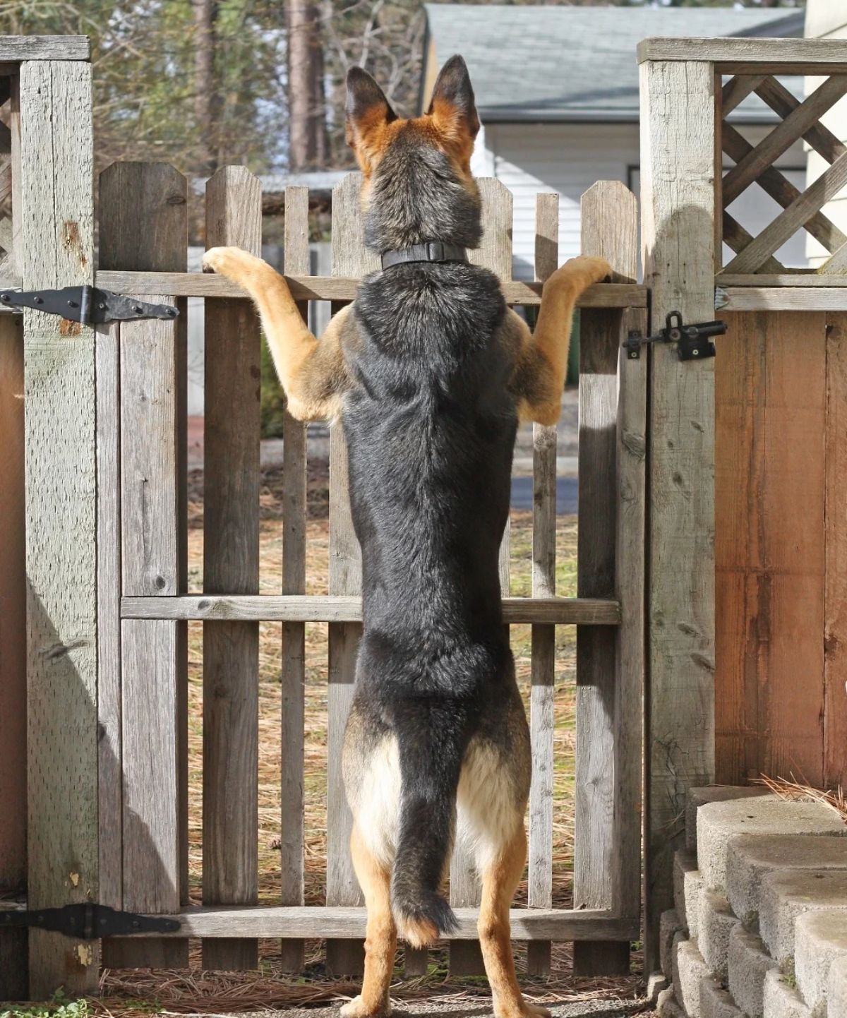 black and brown dog standing on hind legs and looking over a brown wooden fence