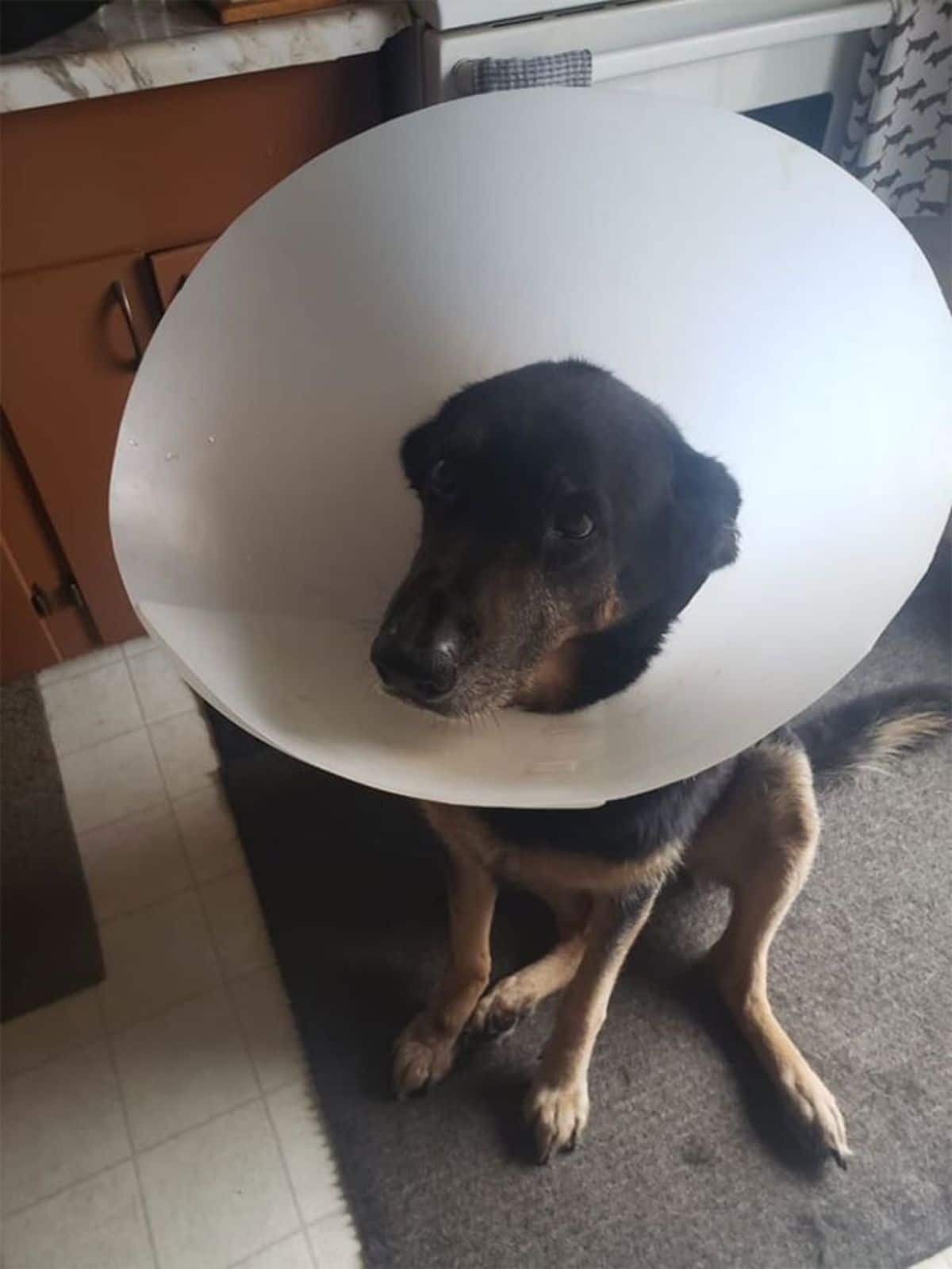 black and brown dog wearign a large white cone of shame