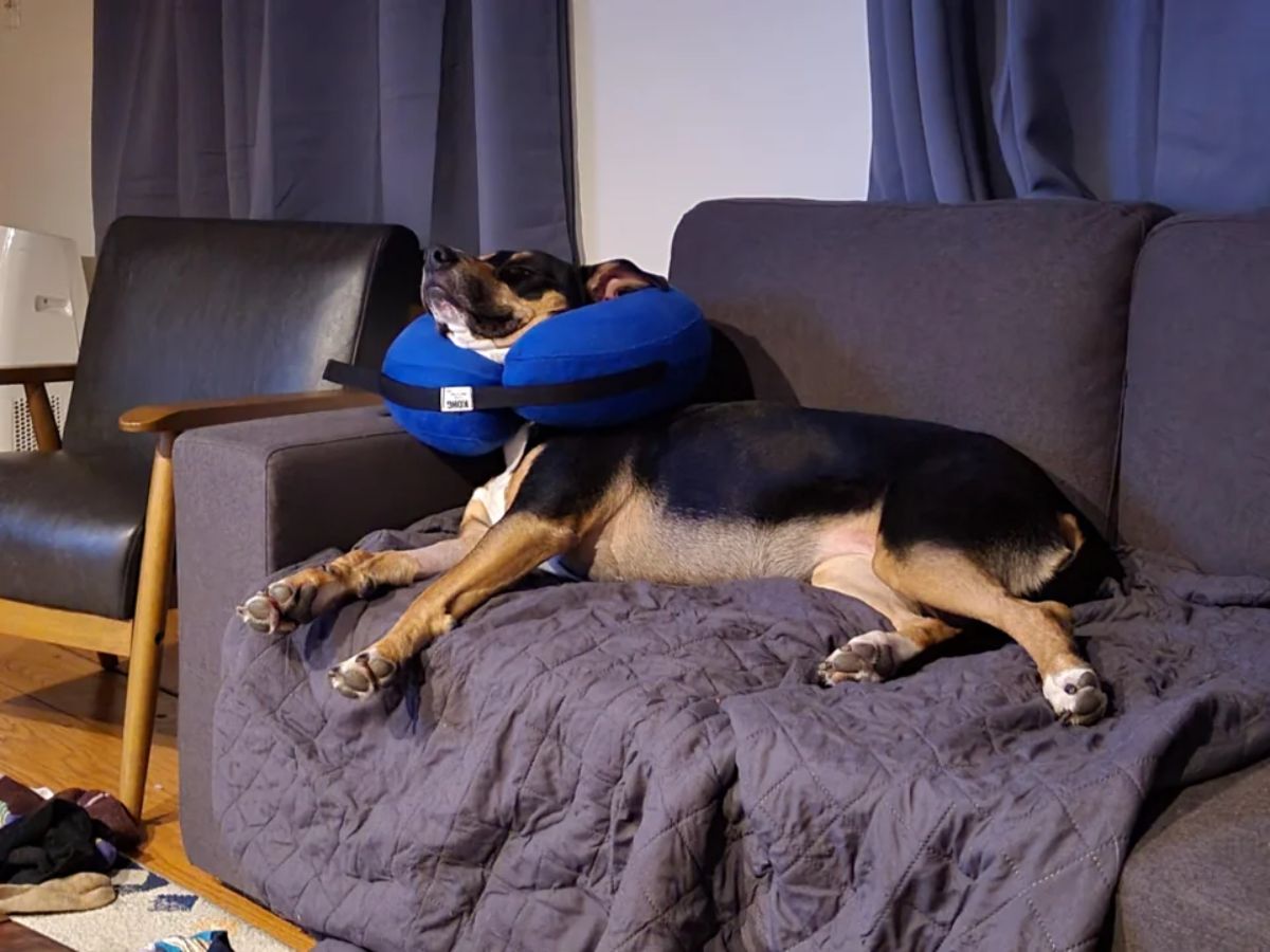 black and brown dog wearing blue cushion cone of shame sleeping on a brown sofa and blanket