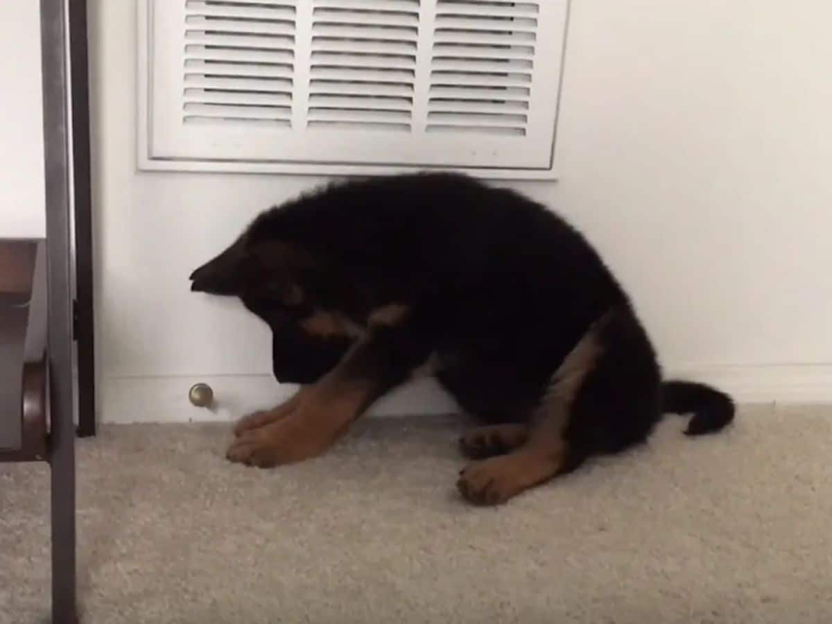 black and brown german shepherd looking confused and annoyed at a doorstop