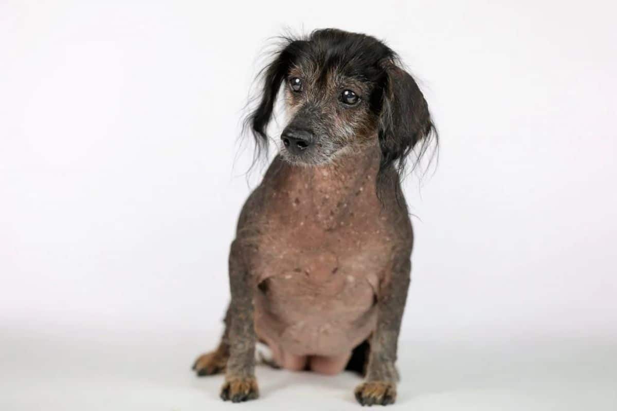 black and brown hairless dog with long fur on the head