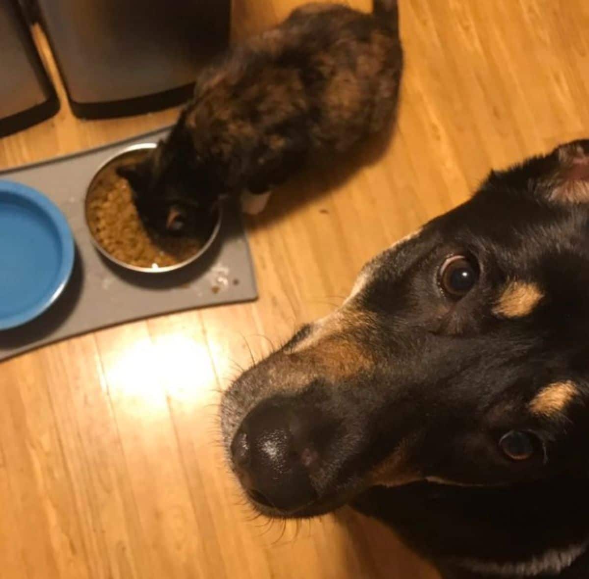 black and orange cat eating dog food and the back and brown dog looking up helplessly