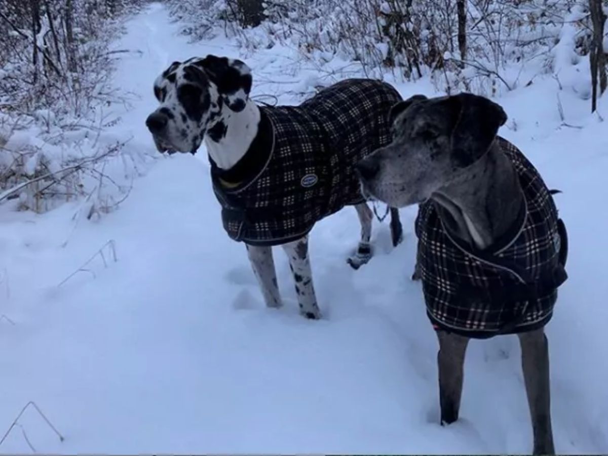 black and white and grey great danes wearing coats and standing in snow
