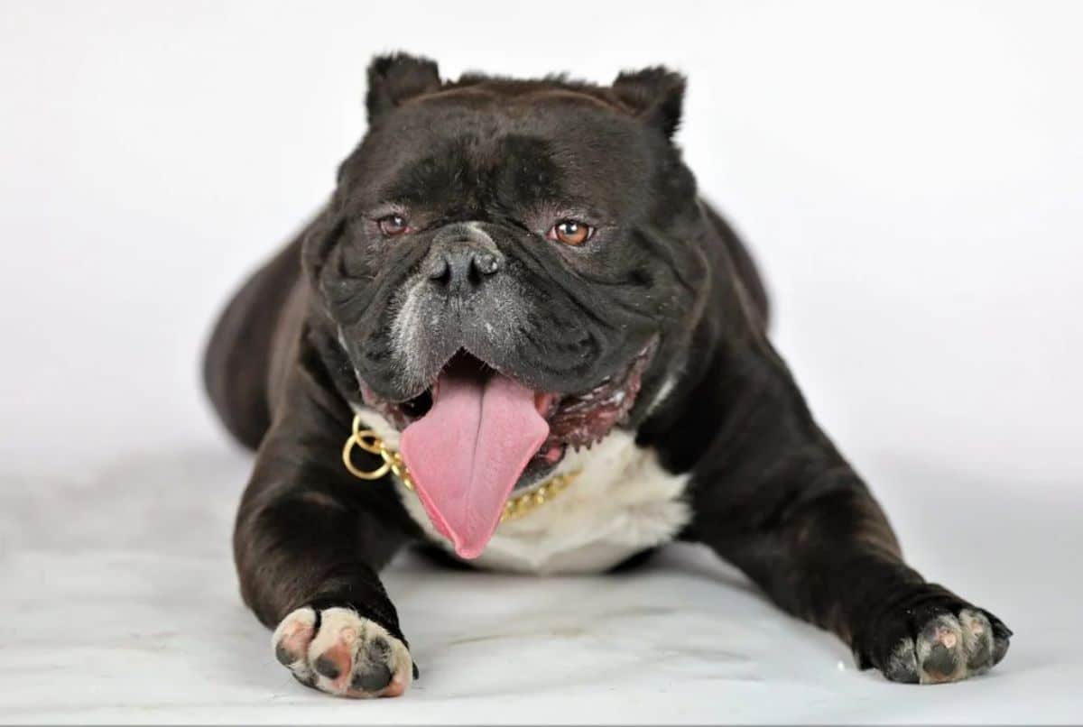 black and white bulldog type dog laying on the floor with the tongue hanging out