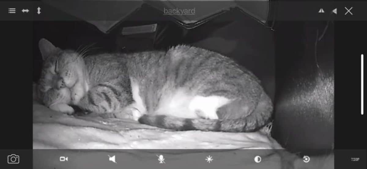 black and white camera image of tabby cat sleeping
