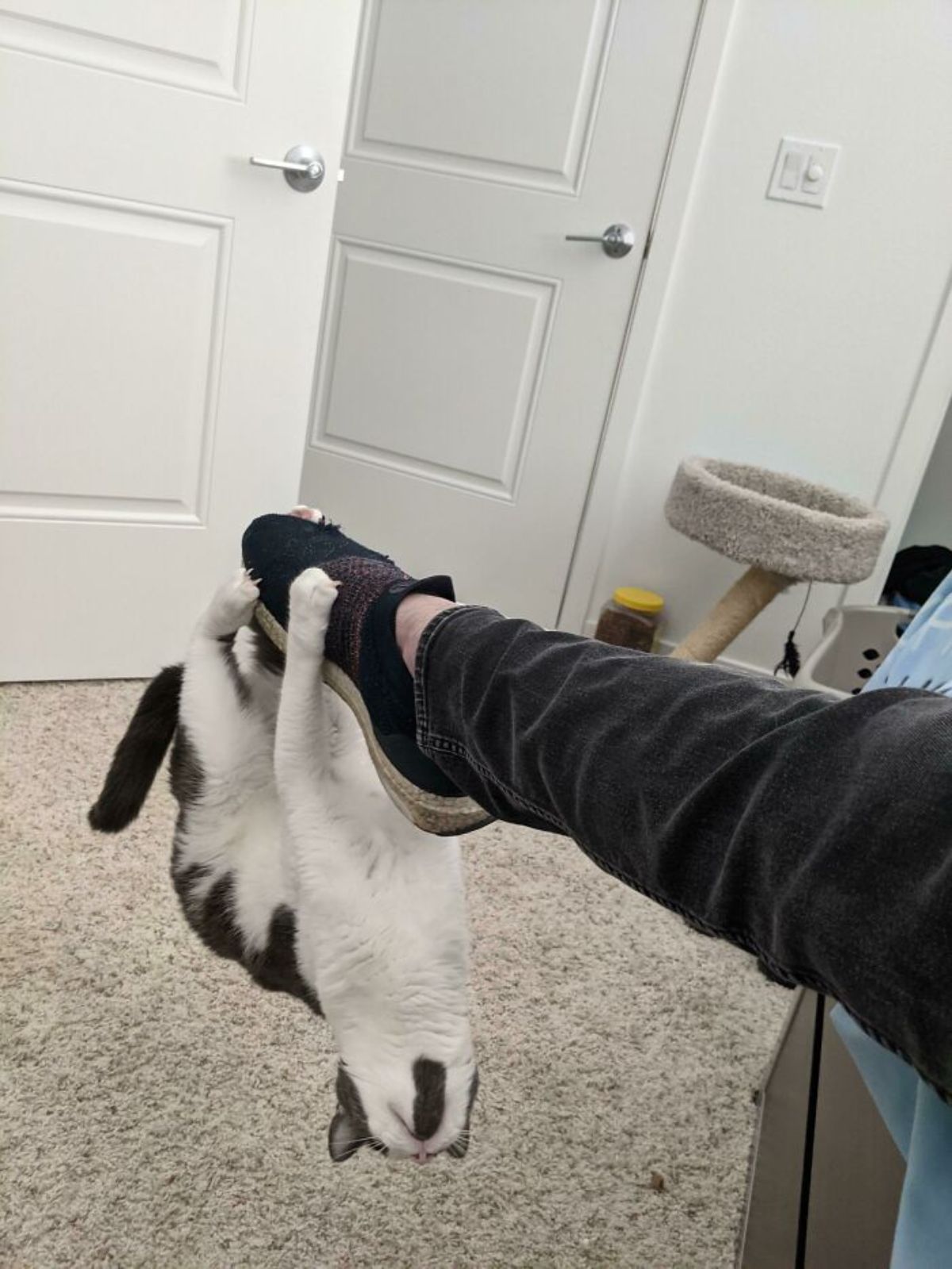 black and white cat hanging upside down from someone's foot