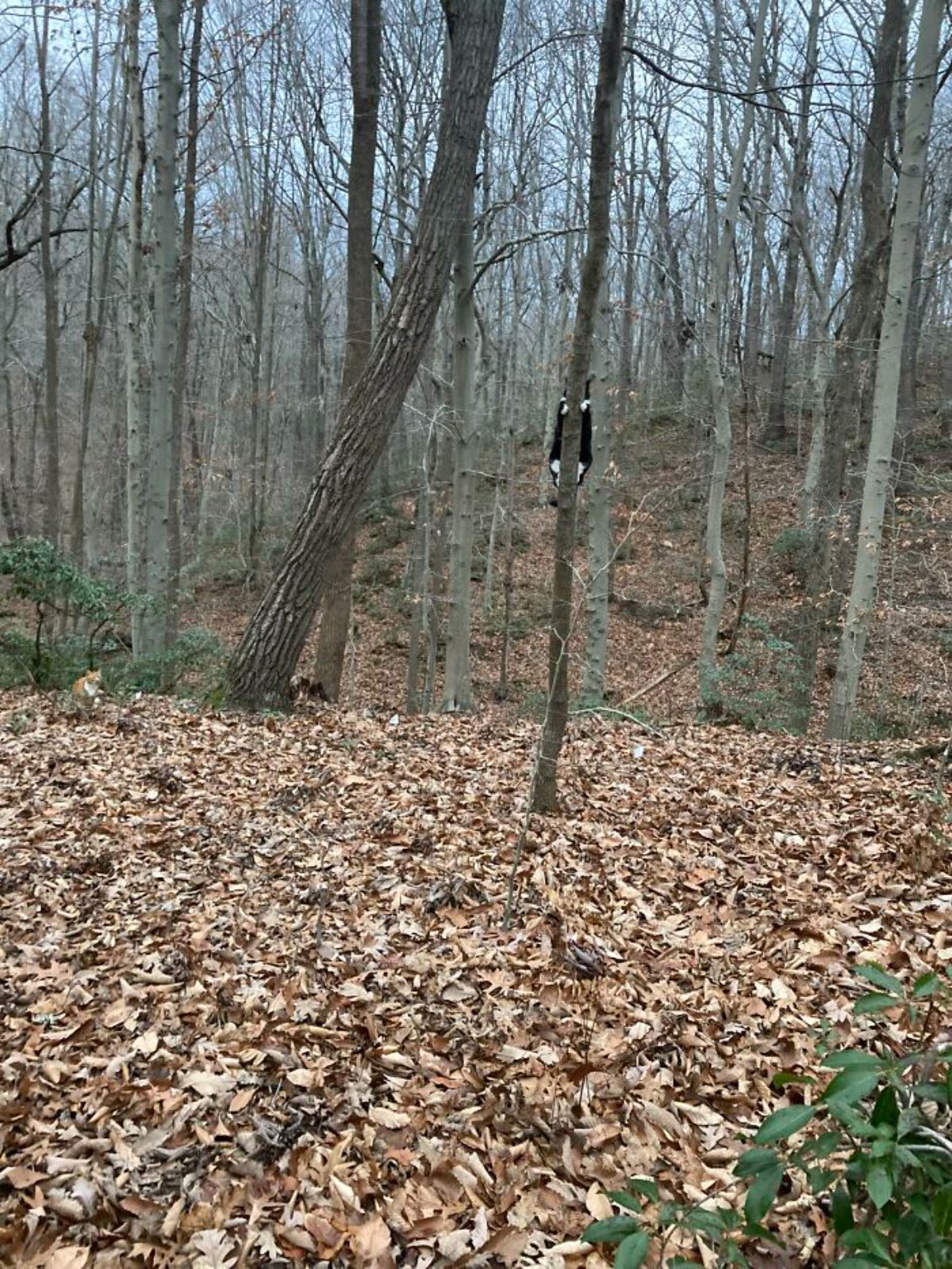 black and white cat holding onto a thin tree trunk halfway up in a wood