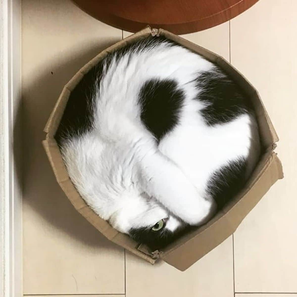 black and white cat laying in a cardboard box
