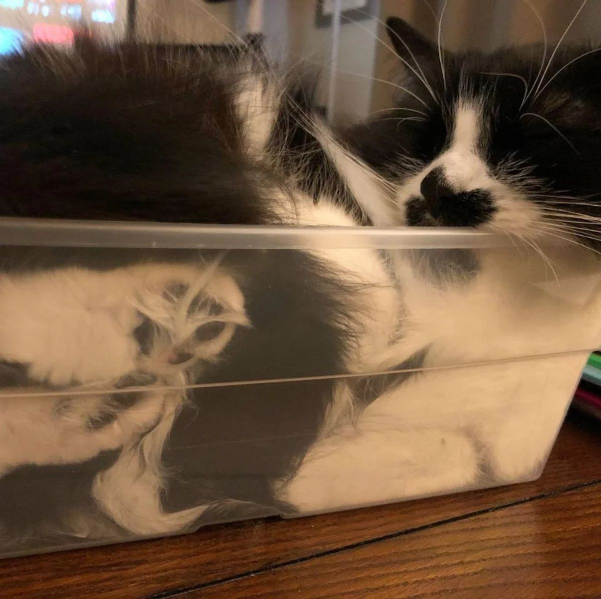black and white cat laying inside a plastic tub