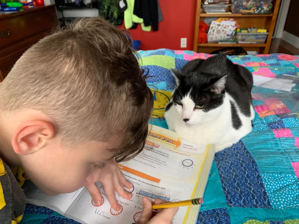 black and white cat laying on a bed in front of a boy working in a maths book
