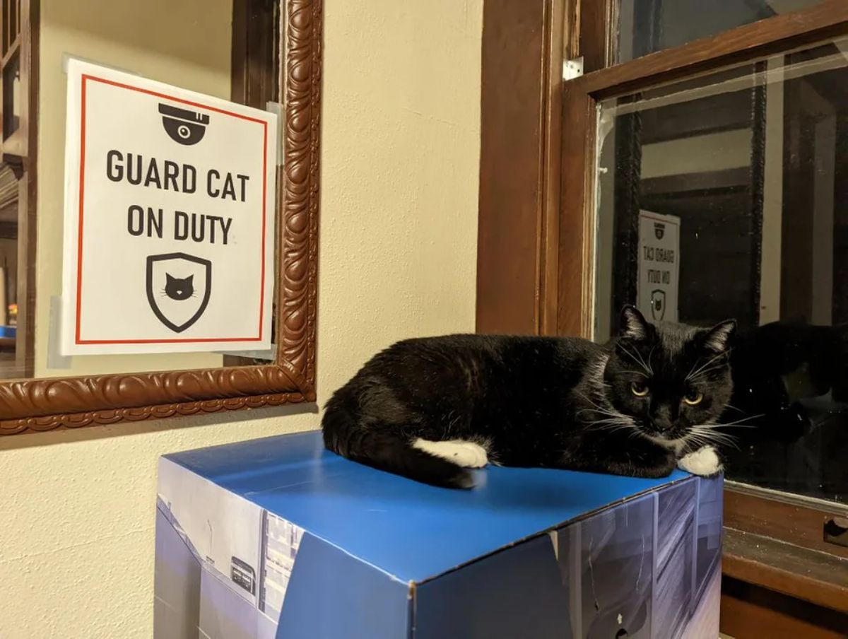 black and white cat laying on a cardboard box next to a sign saying GUARD CAT ON DUTY
