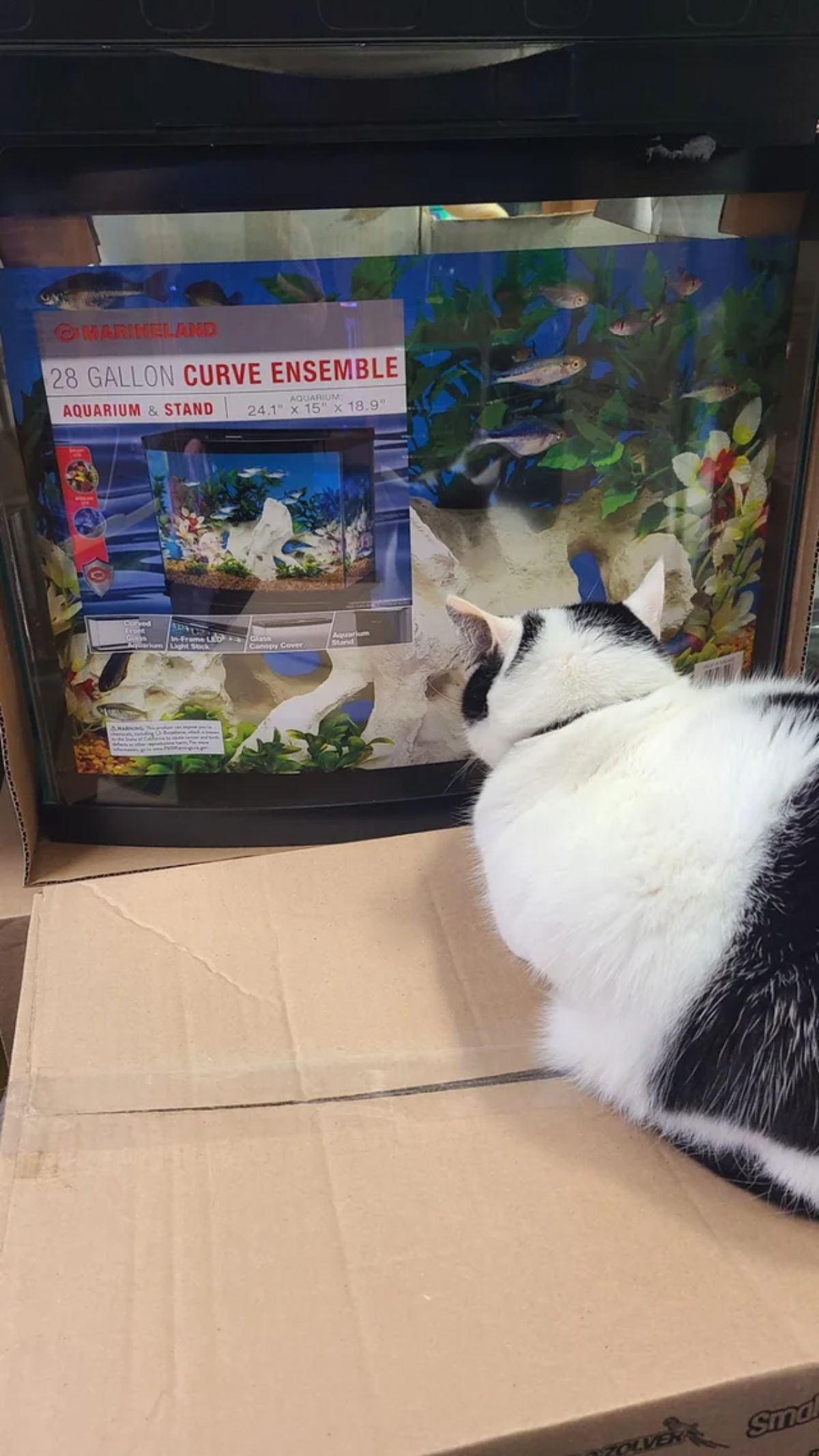 black and white cat laying on a cardboard box staring at a fish tank