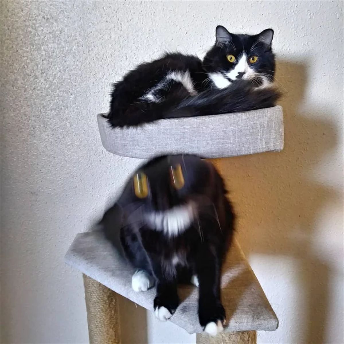 black and white cat laying on a top layer of a cat tree and a blurry black and white cat sitting below the first one