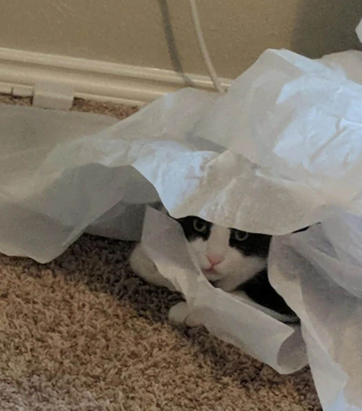 black and white cat laying on the floor and hiding under a pile of paper